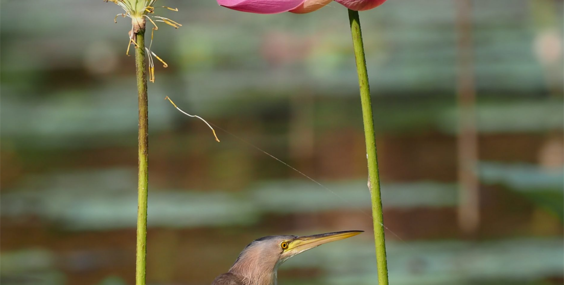 Memes para transformar el mundo
