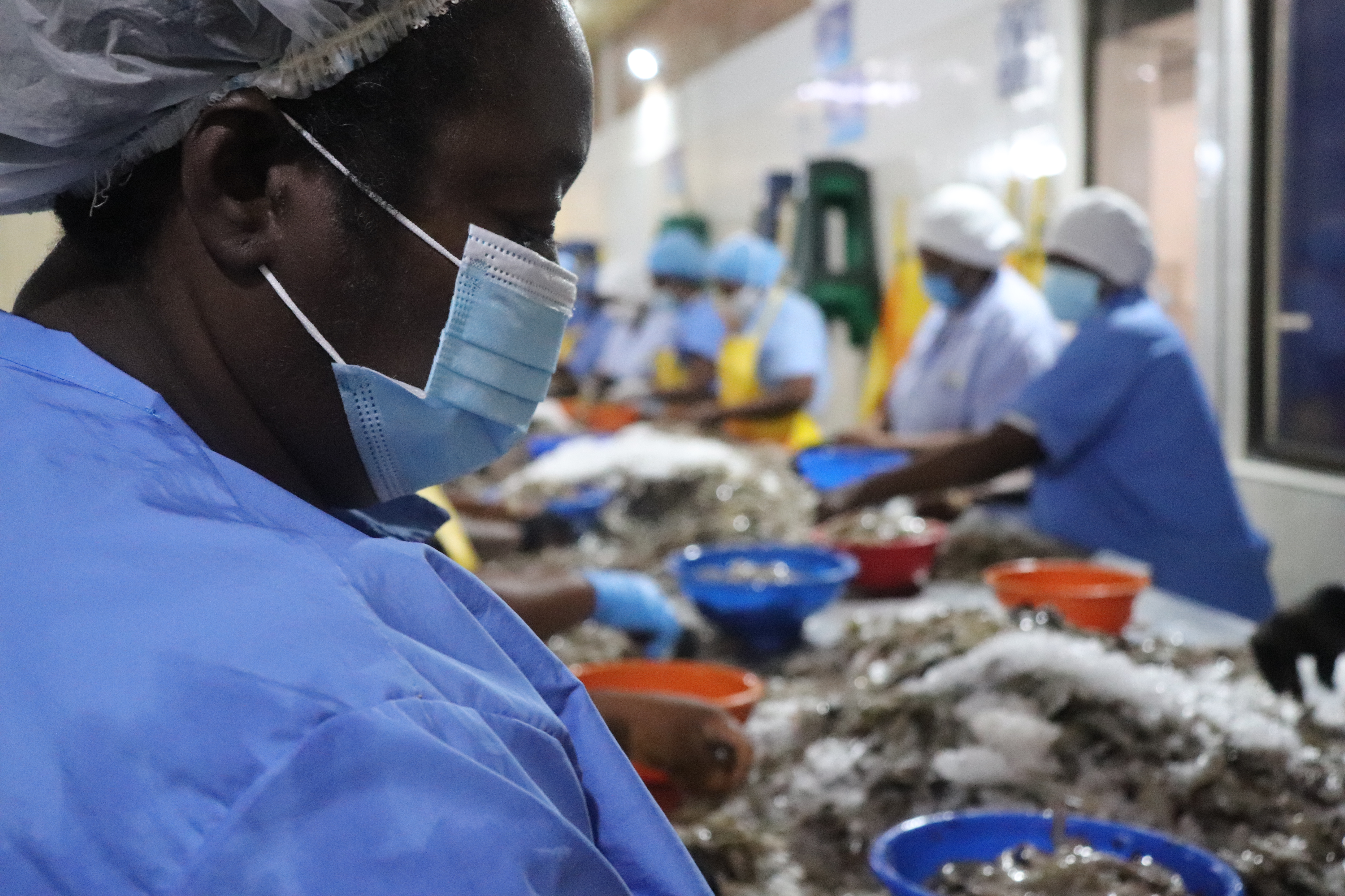 mujeres limpian los camarones que cosecharon en las piscinas